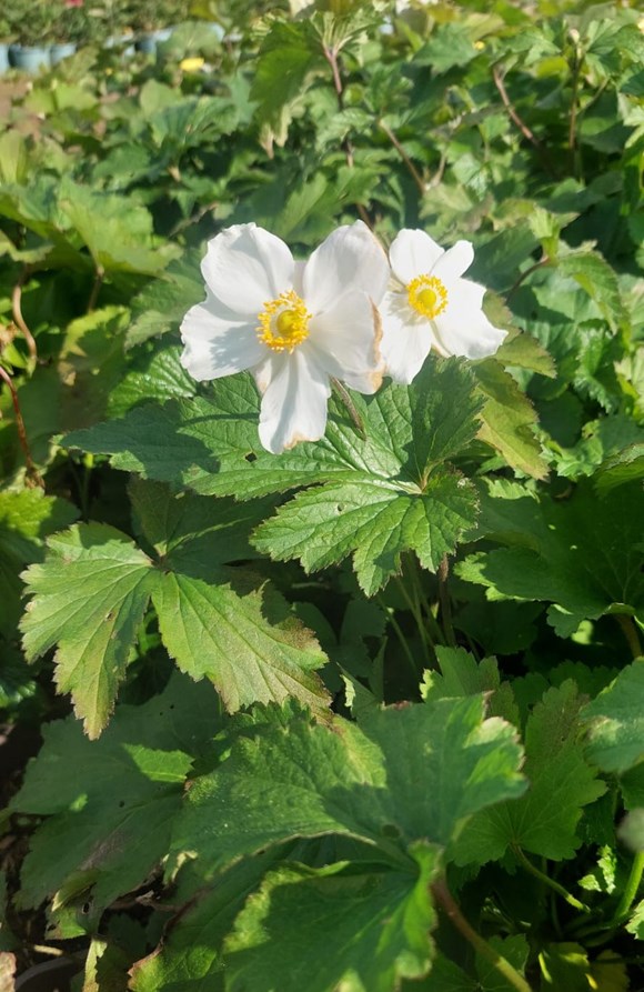 Anemone Honorine Jobert 2ltr