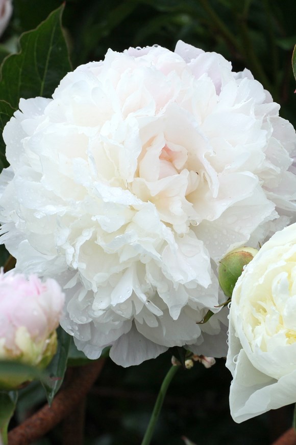 Paeonia ‘Duchesse de Nemours