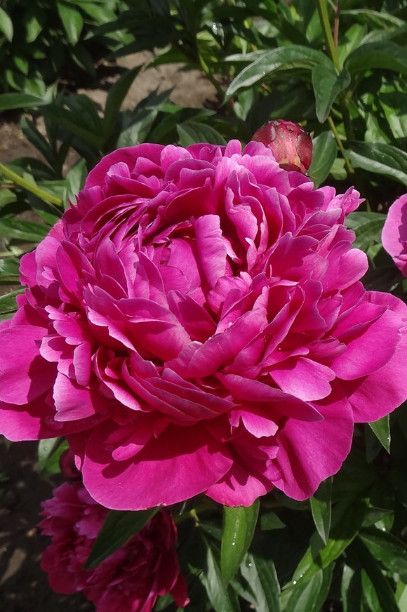 Paeonia Karl Rosenfield