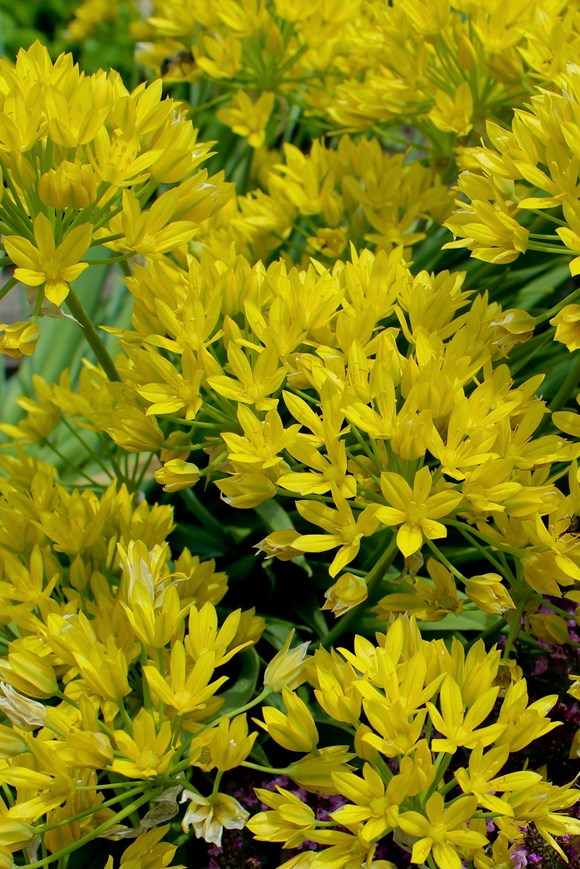 Allium moly