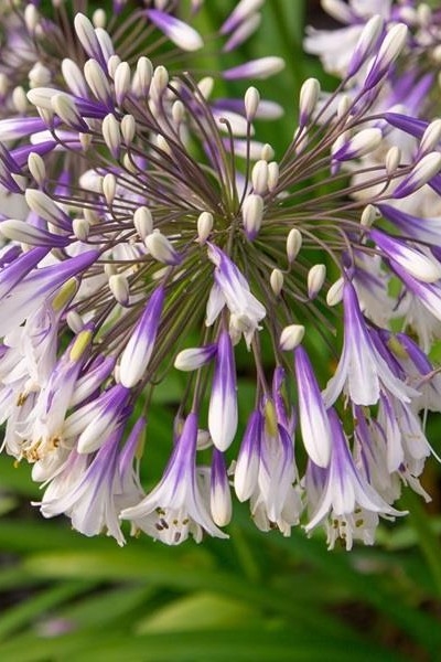 Agapanthus Fireworks – 9cm Liner