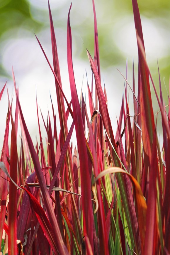Imperata Red Baron 2ltr