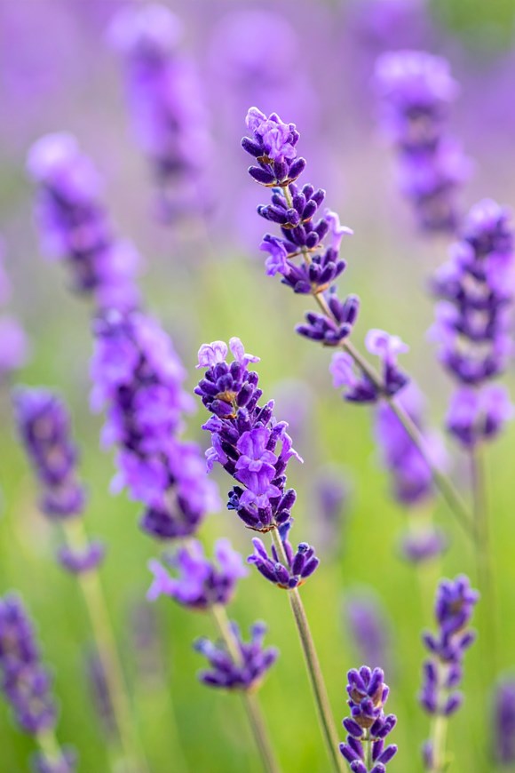 Lavender Lusi Purple 2ltr