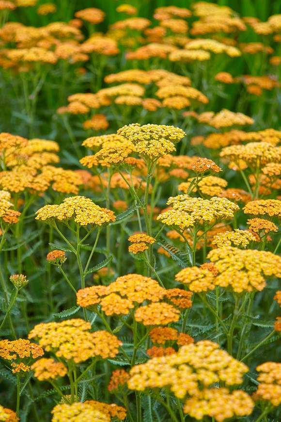 Achillea Coronation Gold 2ltr