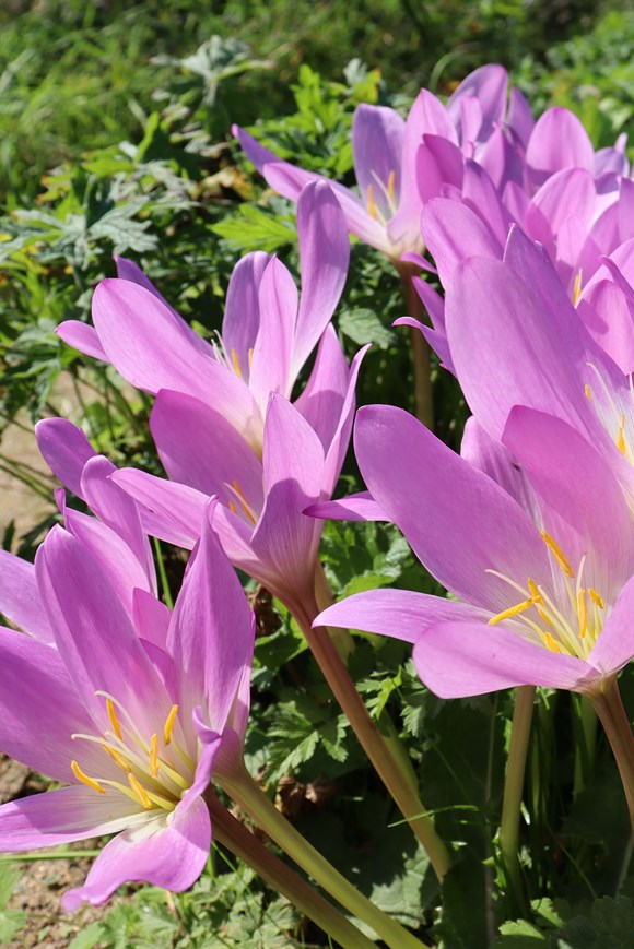 Colchicum autumnale