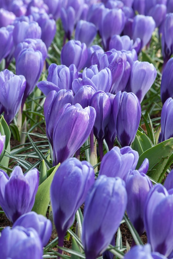 Crocus vernus Blue Ocean