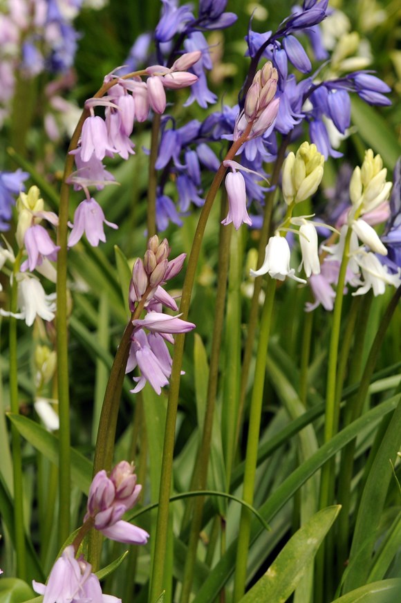 Hyacinthoides Mixture 
