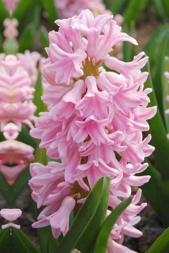 Hyacinthus Pink Surprise