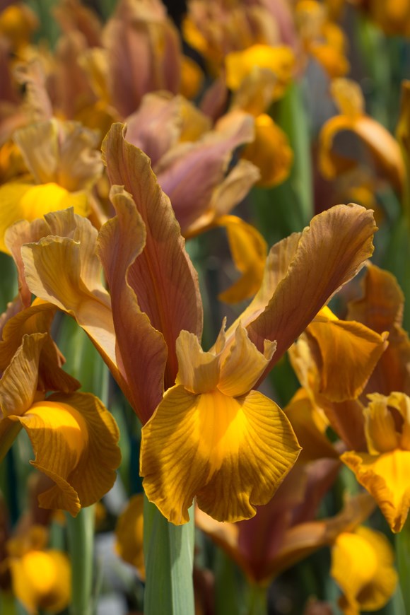 Iris x hollandica Autumn Princess