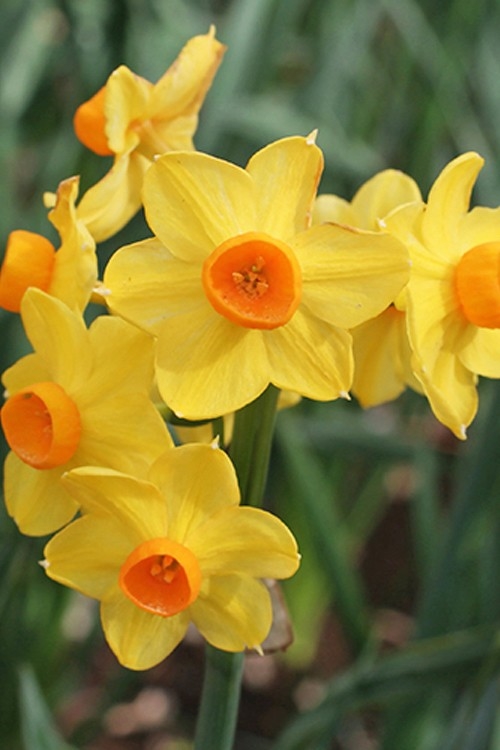 Narcissus Grand Soleil d'Or 