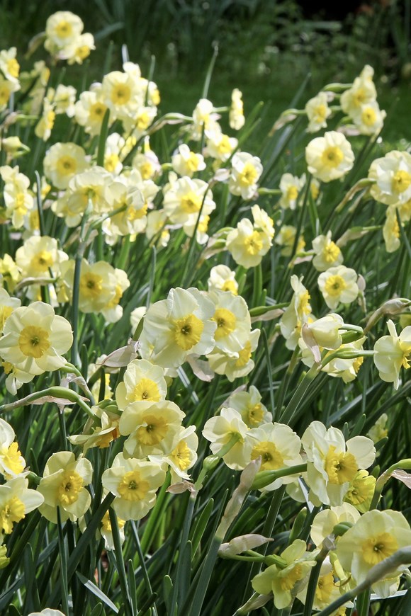 Narcissus Sun Disc