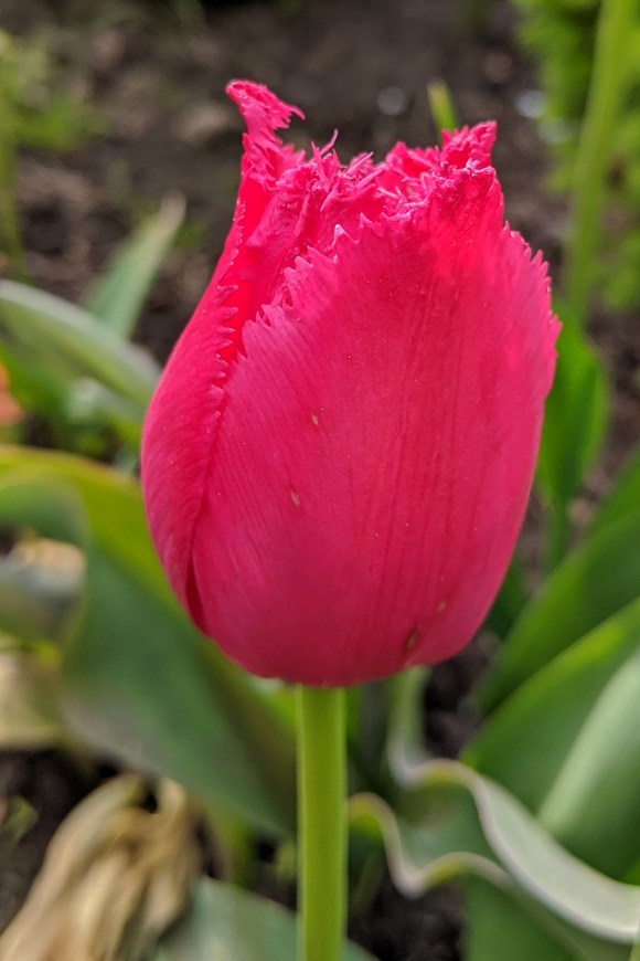 Tulipa Burgundy Lace