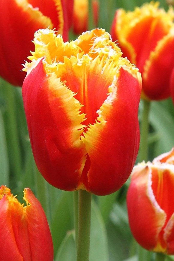 Tulipa Davenport