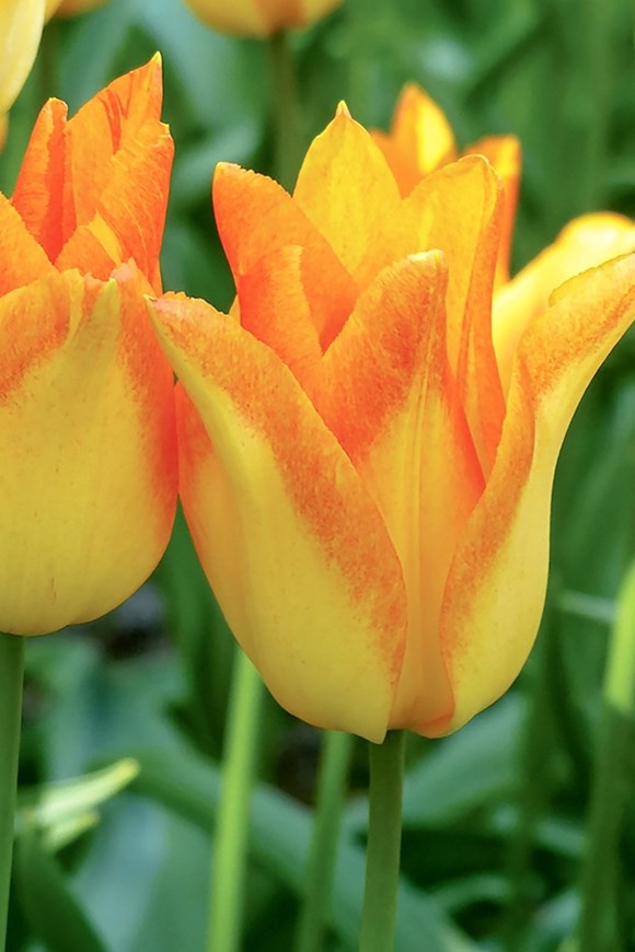 Tulipa Moonblush