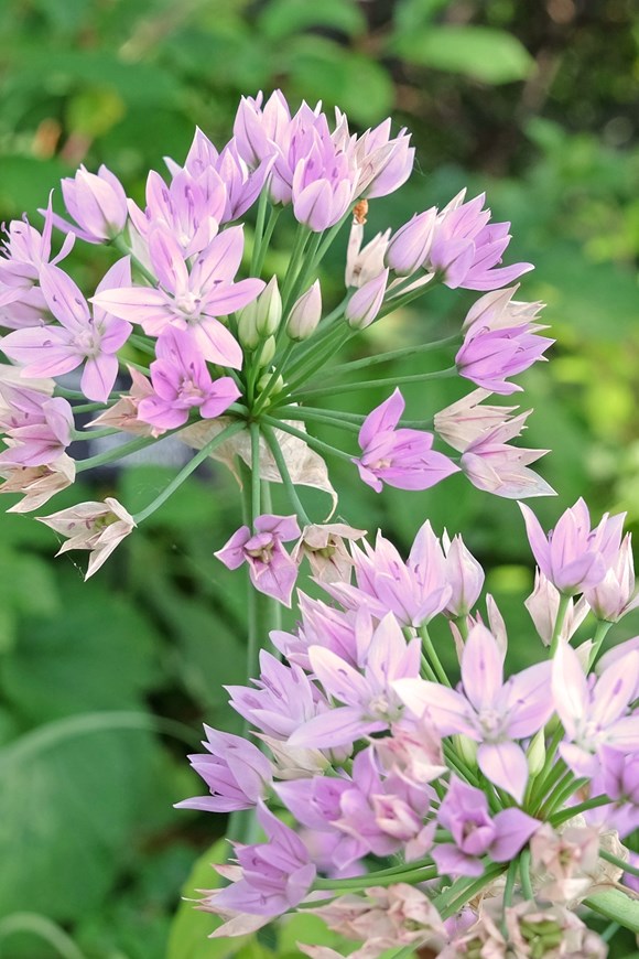 Allium Eros