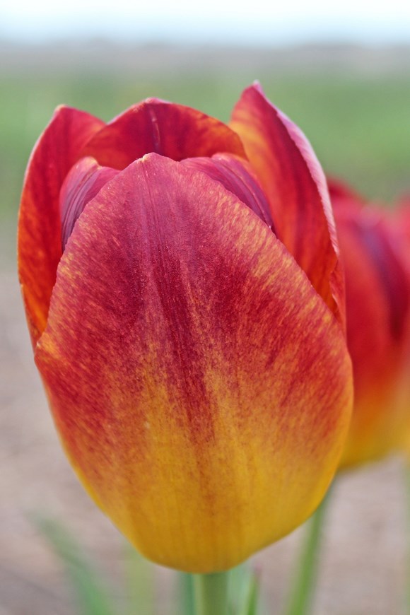 Tulipa Amberglow