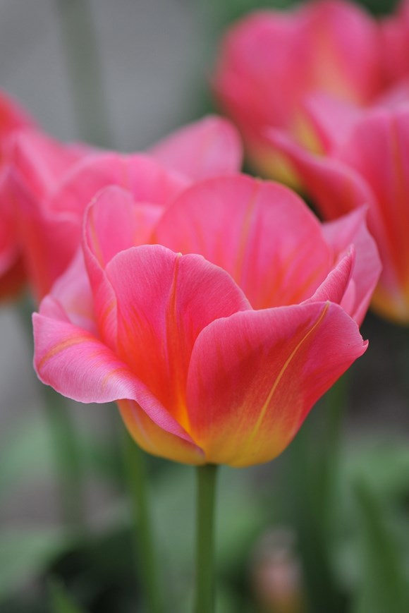 Tulipa Tom Pouce