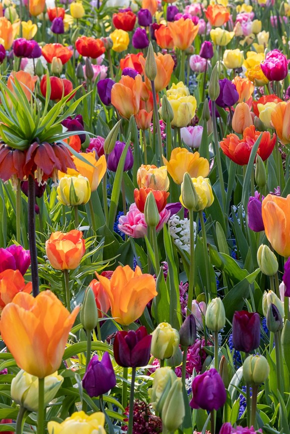Festival of Colours Mixture