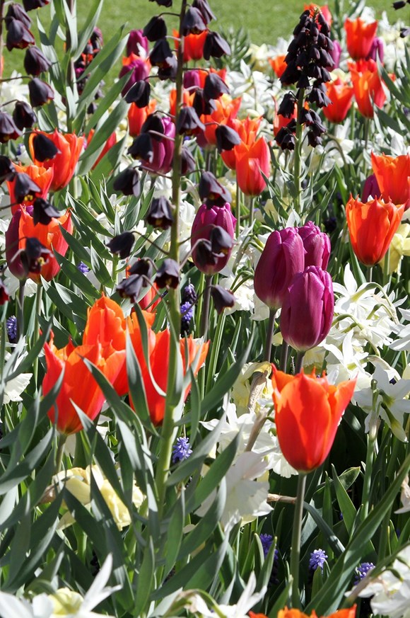 Fresh Spring Mixture