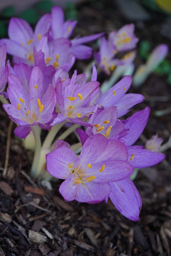Colchicum byzantinum 
