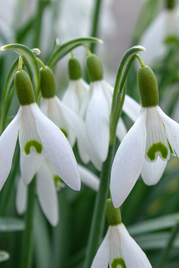 Galanthus nivalis 