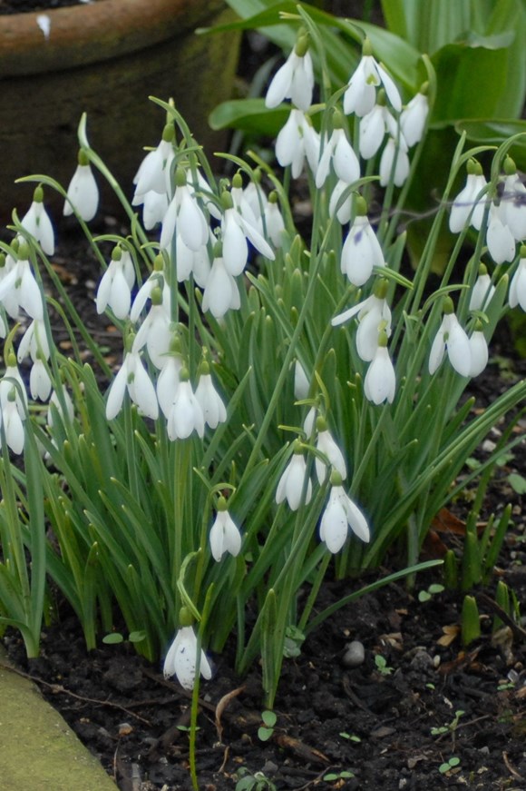 Galanthus Atkinsii