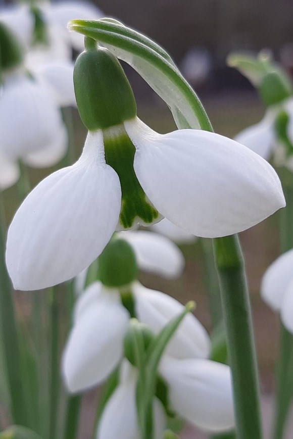 Galanthus elwesii Beluga