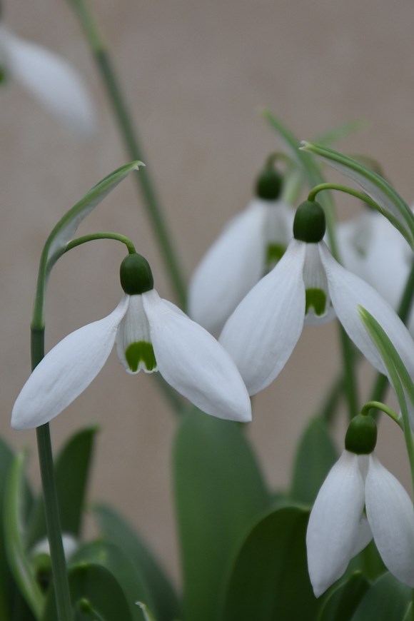 Galanthus elwesii Mount Everest