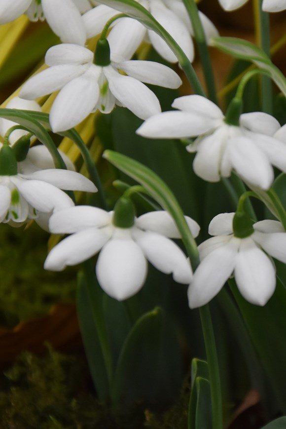 Galanthus Godfrey Owen