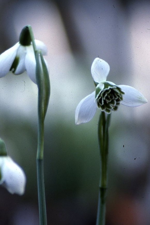 Galanthus Jacquenetta   