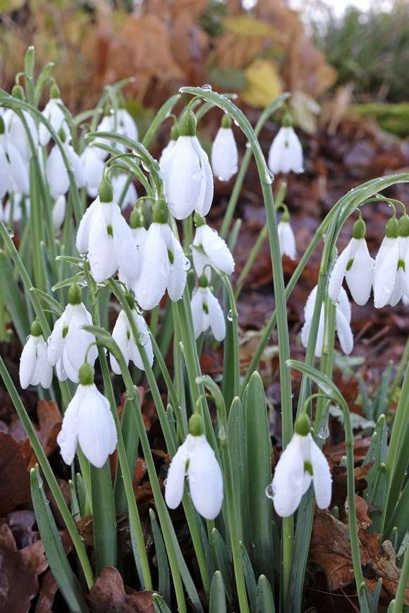 Galanthus Magnet