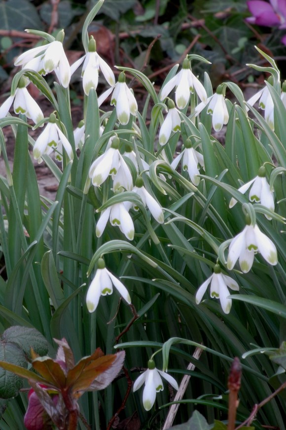 Galanthus nivalis 'Viridapice'