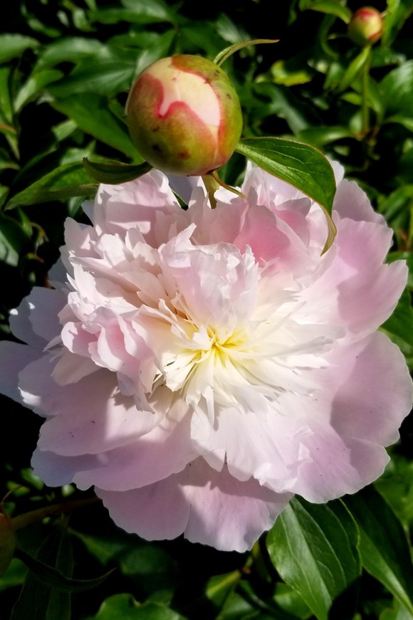 Paeonia Alertie