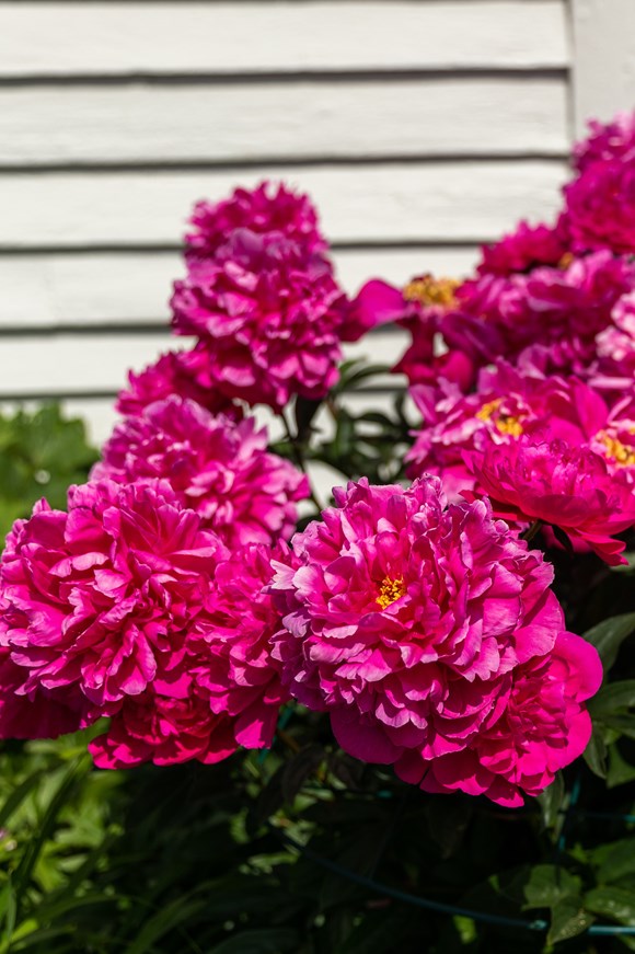 Paeonia Big Ben