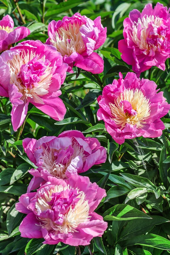 Paeonia Bowl of Love
