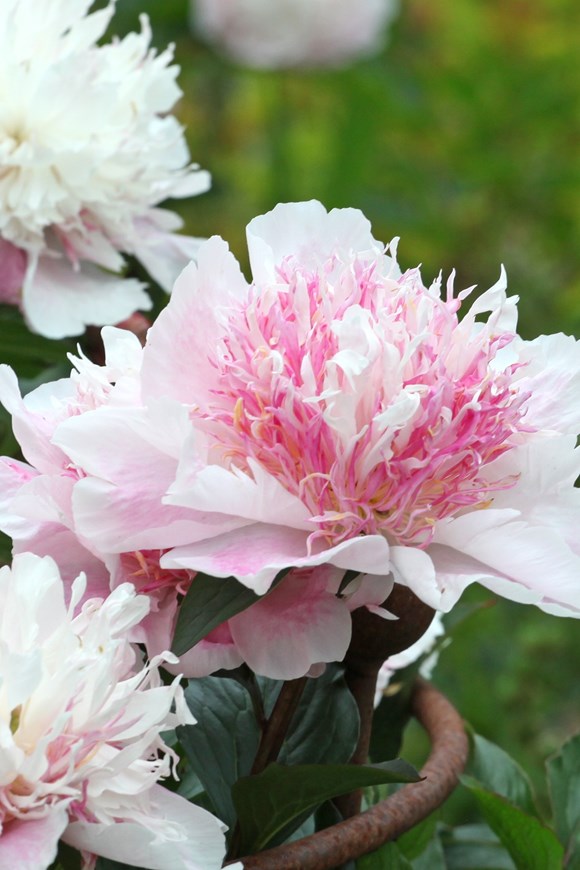 Paeonia Do Tell