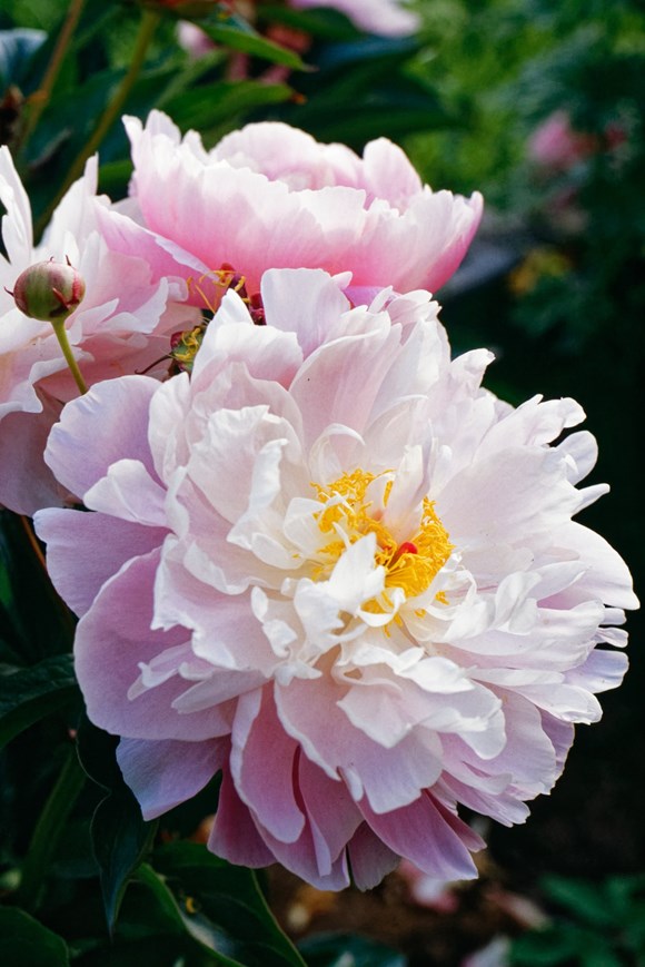 Paeonia Lady Alexandra Duff