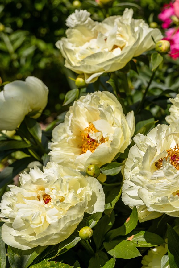 Paeonia Lemon Chiffon