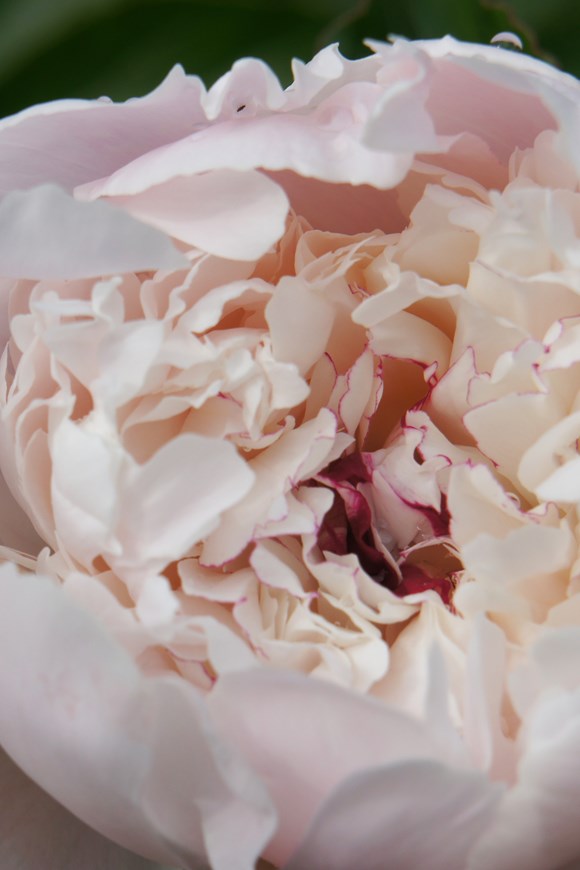 Paeonia Madame Calot