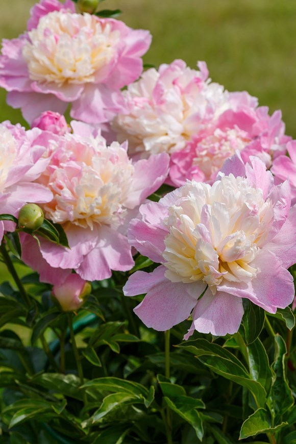Paeonia Raspberry Sundae