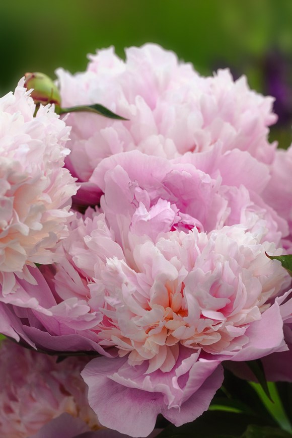 Paeonia Sorbet