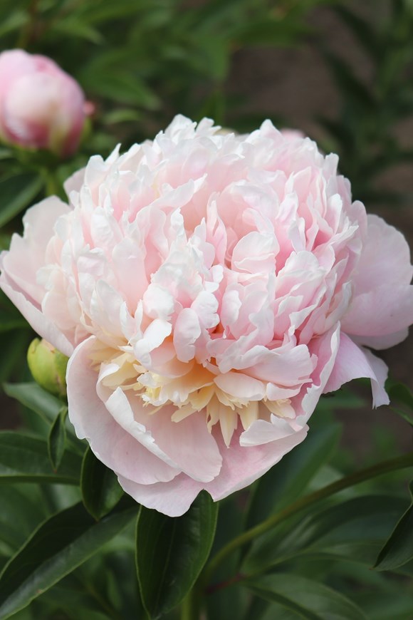 Paeonia Sweet Sixteen