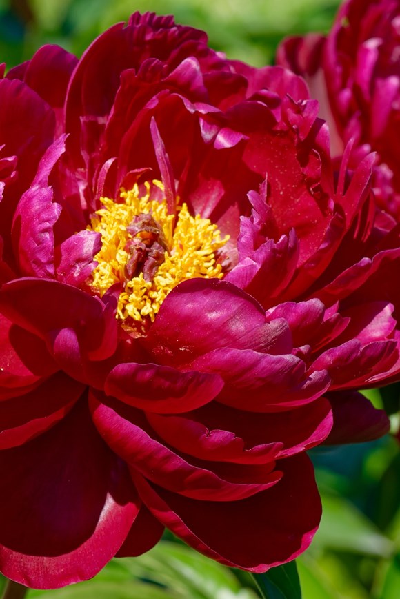 Paeonia Peter Brand
