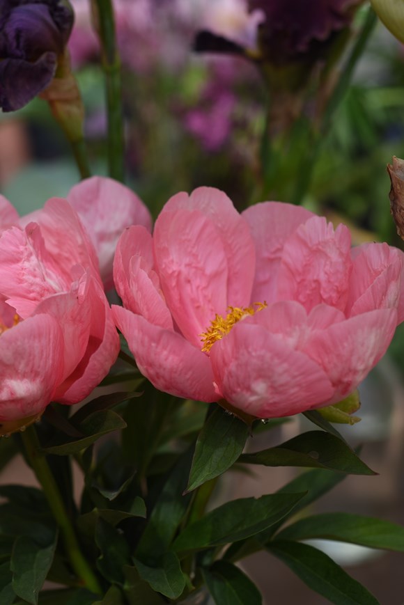 Paeonia Lovely Rose