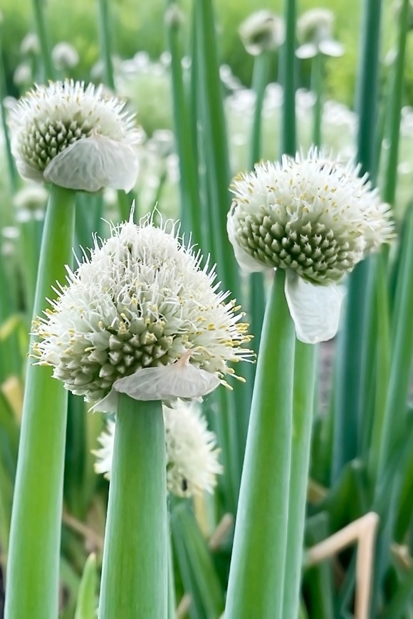 Allium fistulosum
