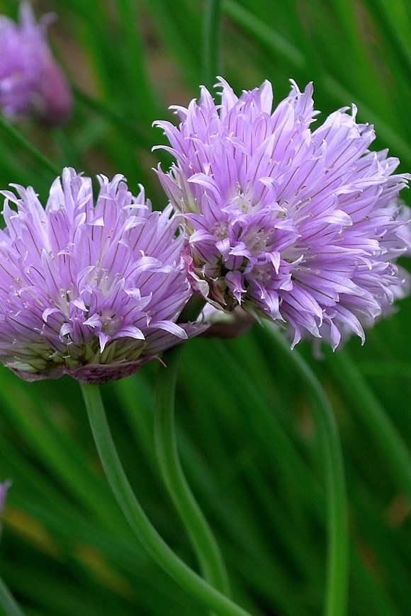 Allium ledebourianum