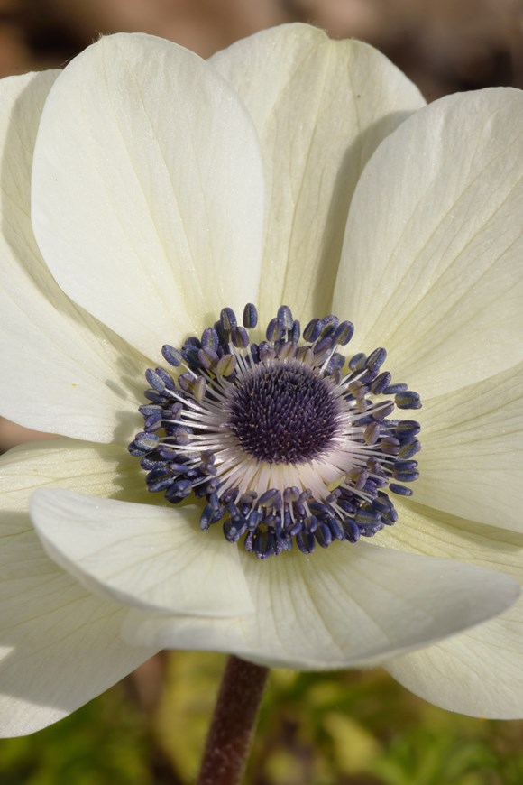 Anemone coronaria Bride