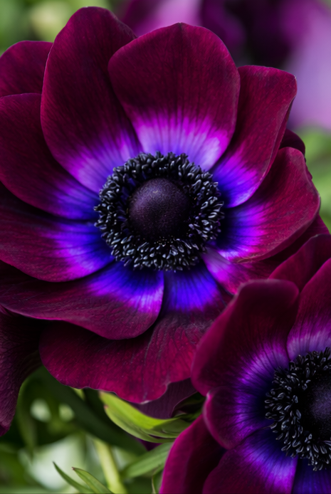 Anemone coronaria Mistral Bordeaux