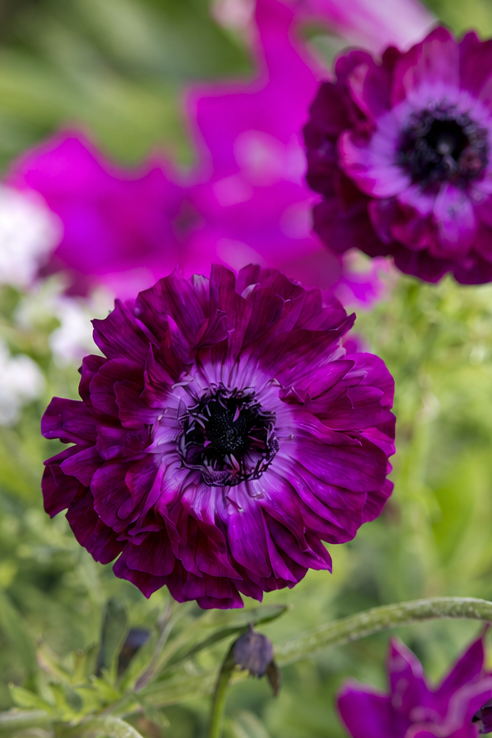 Anemone Levante Wine 