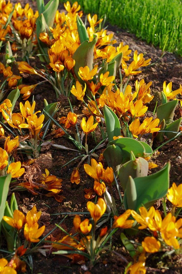 Crocus olivieri subsp. balansae Orange Monarch